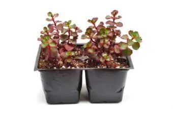 periuk sedum merah menjalar