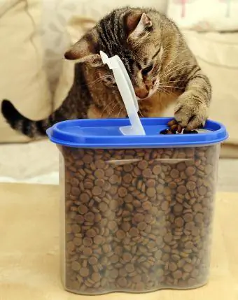 Nádoba na krmivo pre mačky