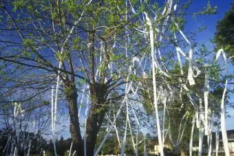 Toilet paper house