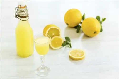 Mājas limončello receptes: autentiska garša ir viegli