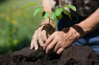 tsob ntoo seedlings