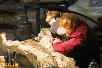 Paleontólogo trabalhando em fóssil de dinossauro