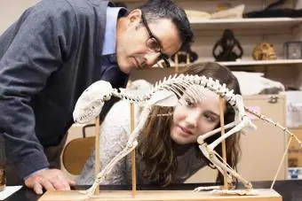 Enseignant et étudiant travaillant dans un musée d'histoire naturelle