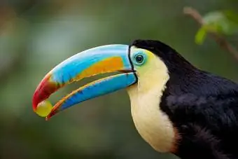 Toucan dengan anggur di paruhnya