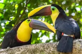 Burung toucan mandibula hitam