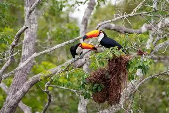 Dua burung toucan Toco dengan sarang burung