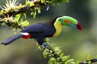 Toucan na may hawak na Keel