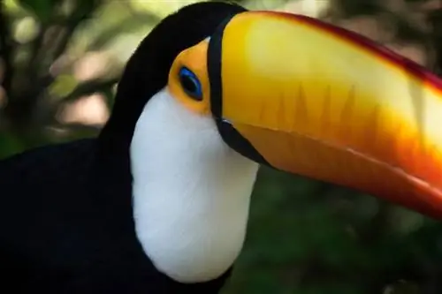 Fakta Toucan untuk Anak-Anak