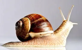 gros escargot