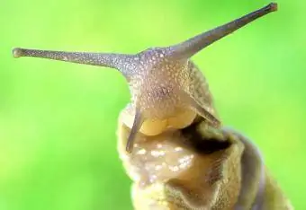 cabeza de caracol