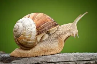 Caracol romano sobre madera