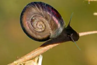 slatkovodni veliki ramshorn puž