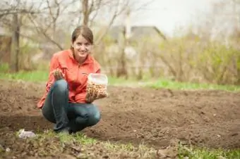 mujer plantando cebollas