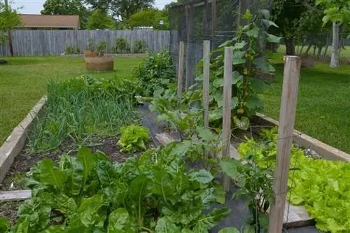 Ar panākumiem dārzeņu dārzkopība Ostinā, Teksasā