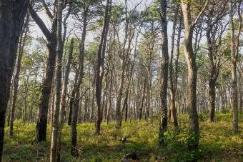 Shawme-Crowellin osav altion metsä