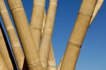 pali di bambù