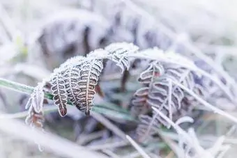 Kahverengi eğreltiotu dalı bitki yapraklarındaki don buz kristalleri