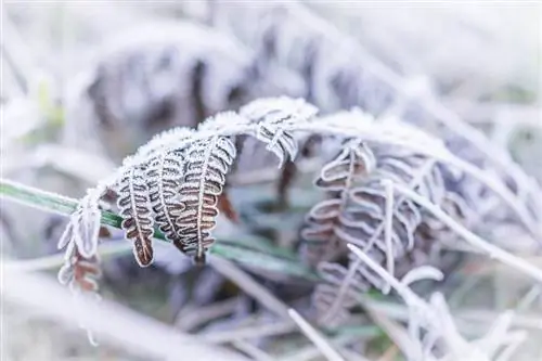 Preparación de los helechos para el invierno: consejos para ayudar a que sus helechos sobrevivan