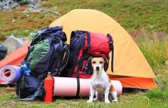 Gos assegut davant de la tenda amb material d'acampada