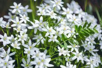 المبيضات Zephyranthes البيضاء