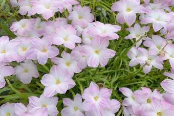 Pasteles de lirio Zephyranthes