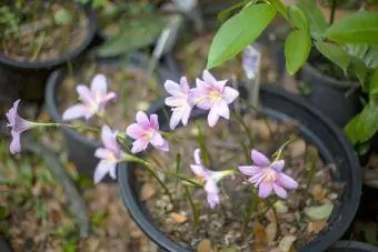 Flor de Zephyranthes grandiflora