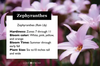 Zephyranthes ziedu profils