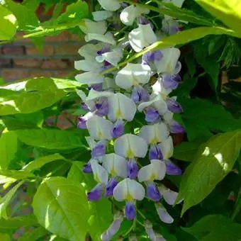 bicolor wisteria