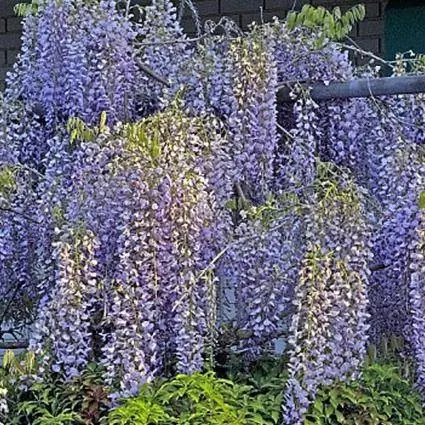 Sådan dyrkes og plejes elegante Wisteria-blomster