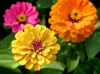 Zinnias እንዴት ማደግ እና መንከባከብ እንደሚቻል