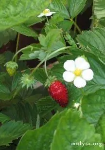 Fragoline di bosco