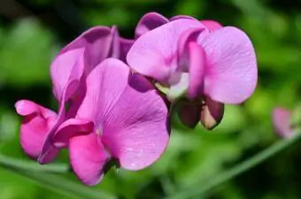 macro flores de arveja púrpura