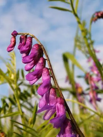 flores de ervilhaca contra um céu azul