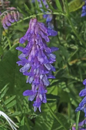 Wickenblume aus nächster Nähe