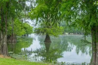 Lake Martin-landskap med Tupelo-trær