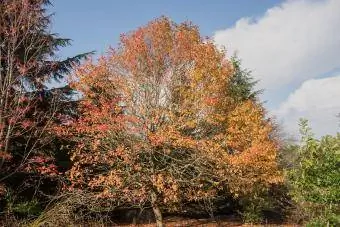 Fogliame autunnale di un tupelo o di un albero di gomma nera