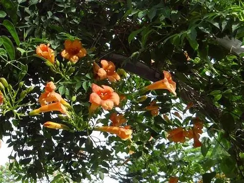 Trumpet Creeper Vine