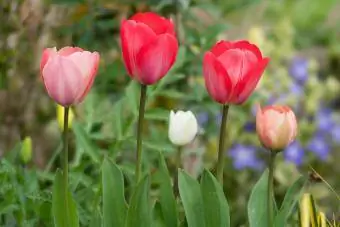 kleurrijke tulpen in de tuin