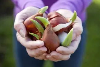 bulbi di tulipano nelle mani del giardiniere