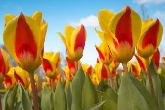 Kaufmanniana tulip mekar awal