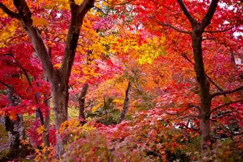 Tipi di alberi di acero