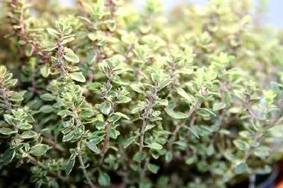 Thyme ለምግብ፣ ለመሬት ገጽታ እና ለመድኃኒት እንዴት እንደሚያድግ