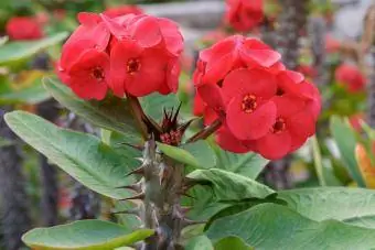 Červená Euphorbia