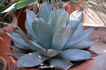 Planta suculenta de agave en una maceta.