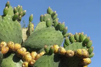 prickly pear cactus