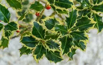 Argentea Marginata holly