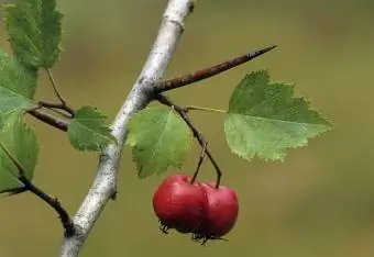 branche d'aubépine avec des baies et une épine