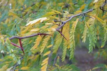 árbol de langosta de miel