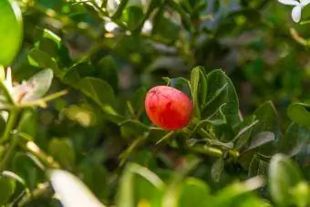 Natal blomme