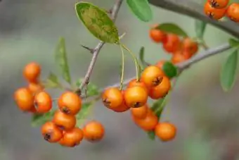 turuncu meyveler ve dikenler ile pyracantha dalı